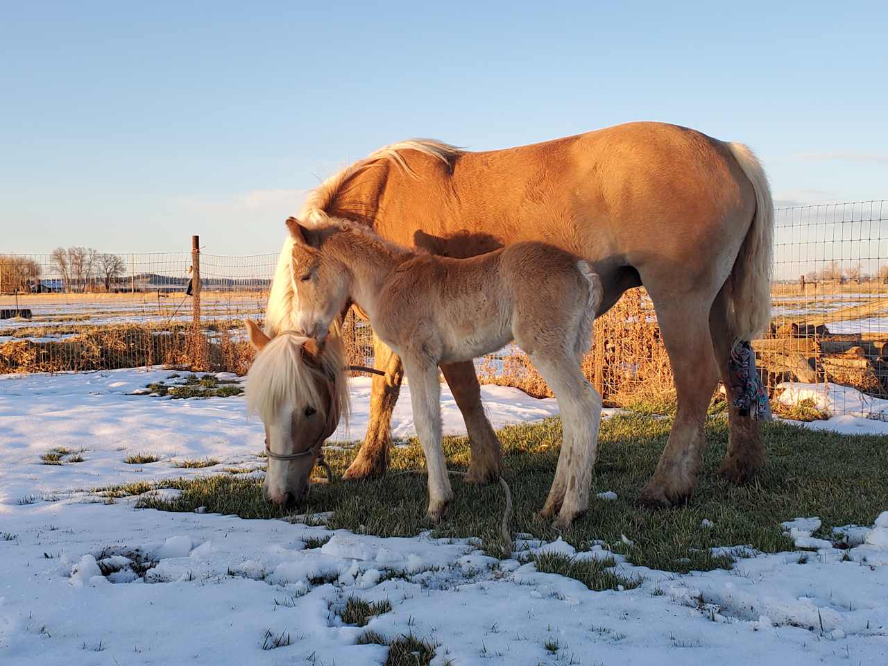 Horses and Hay