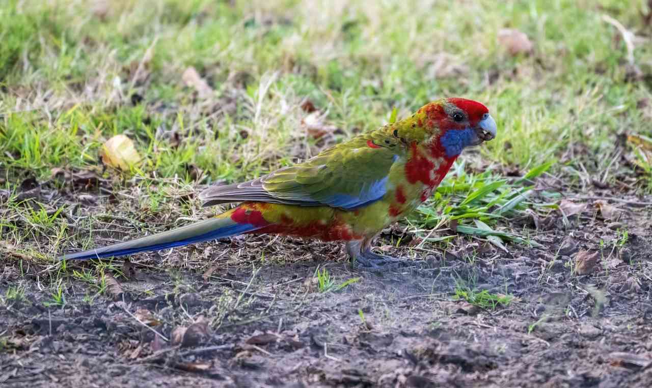 Juvenile Crimson Rosella