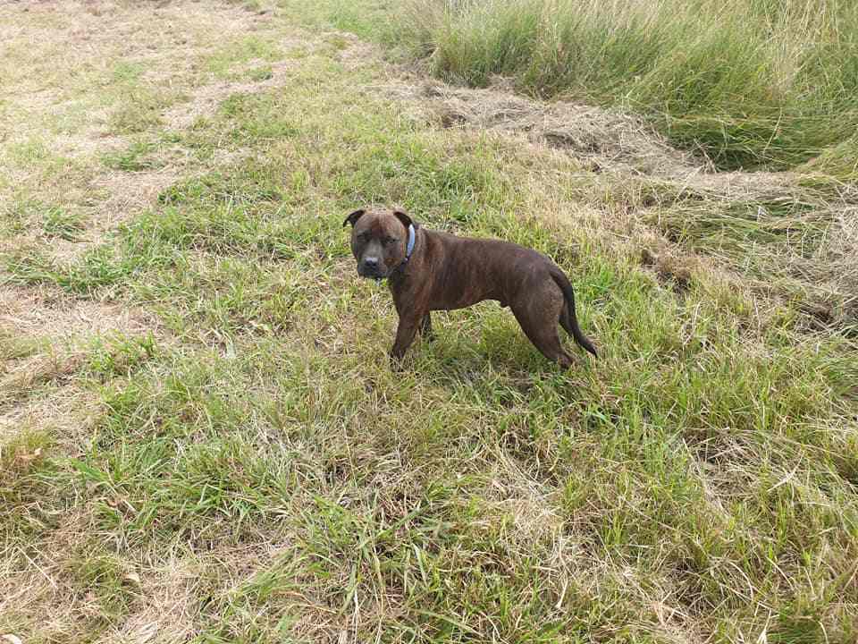 Dogs welcome.  His first camping trip. He was such a good boy and he loved it. So wonderful to be able to bring him with us.