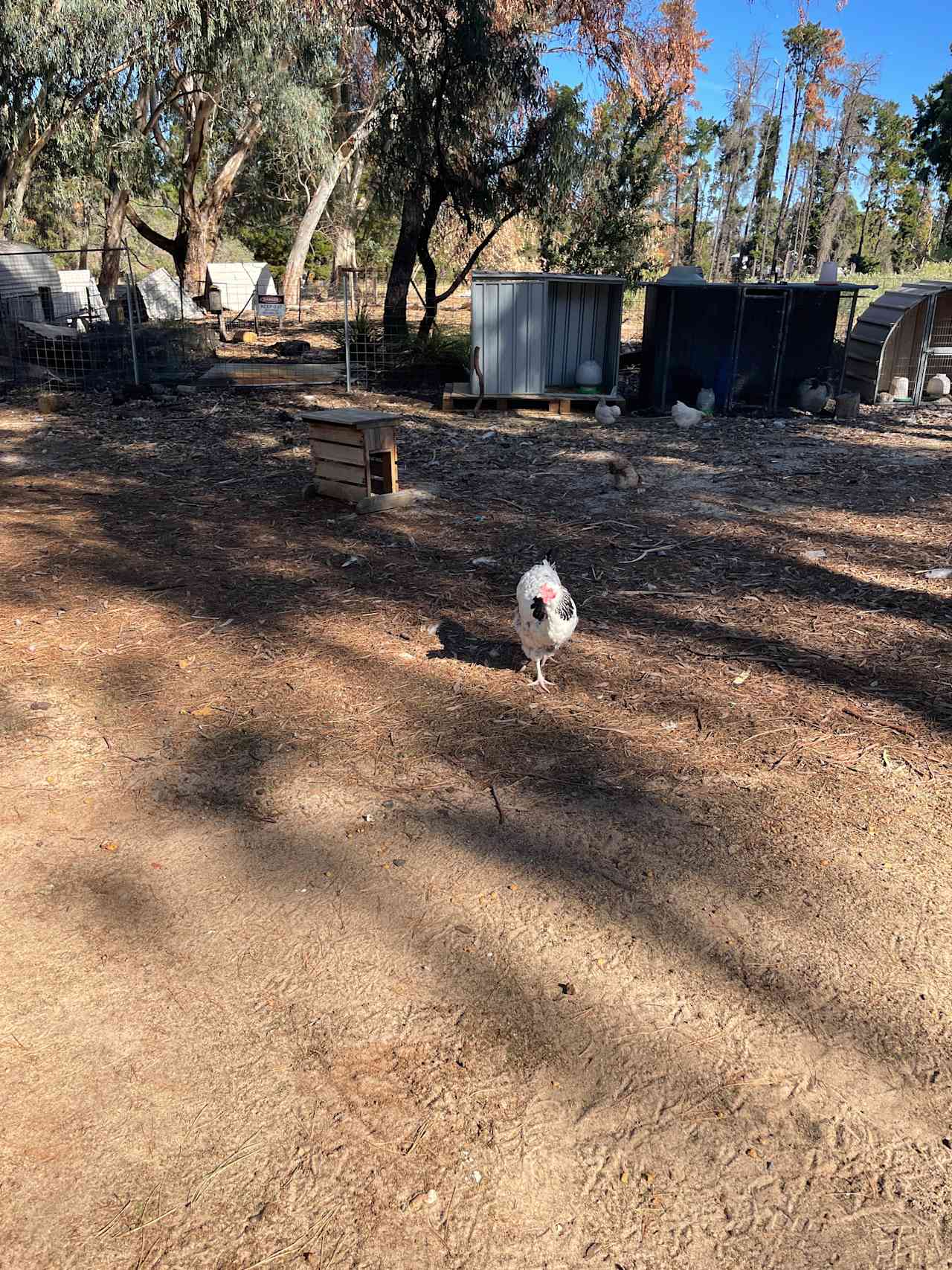 Little Eeden Farm Pine Camp