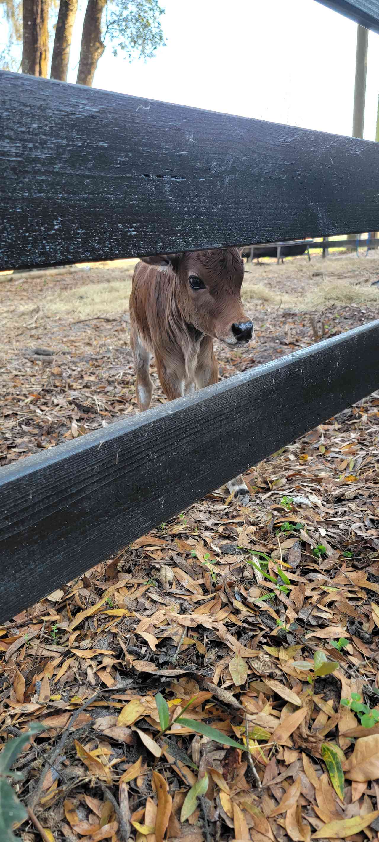 Grazing Oaks Ranch RV and Horse Stables