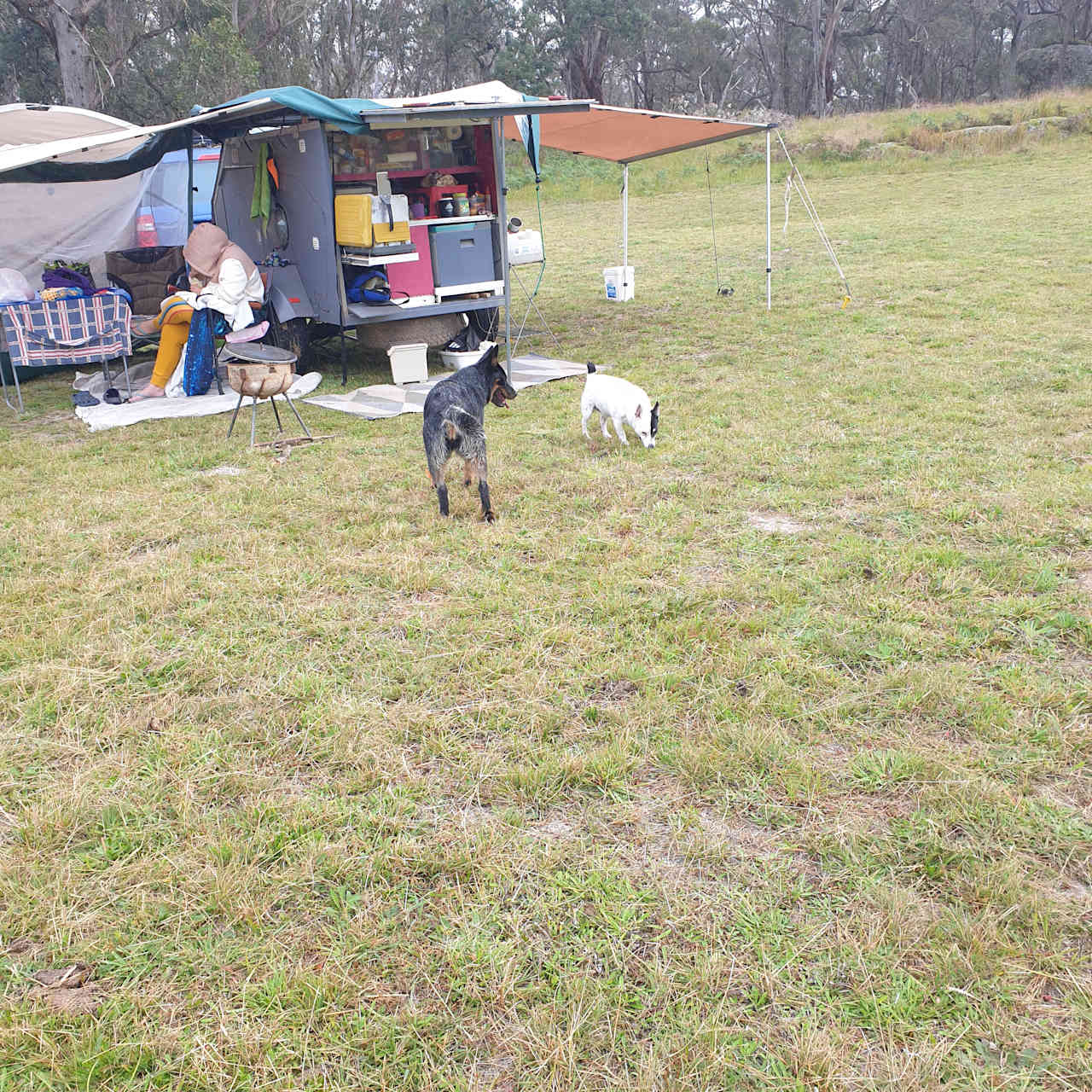 A furry friend for Butch to burn off some energy