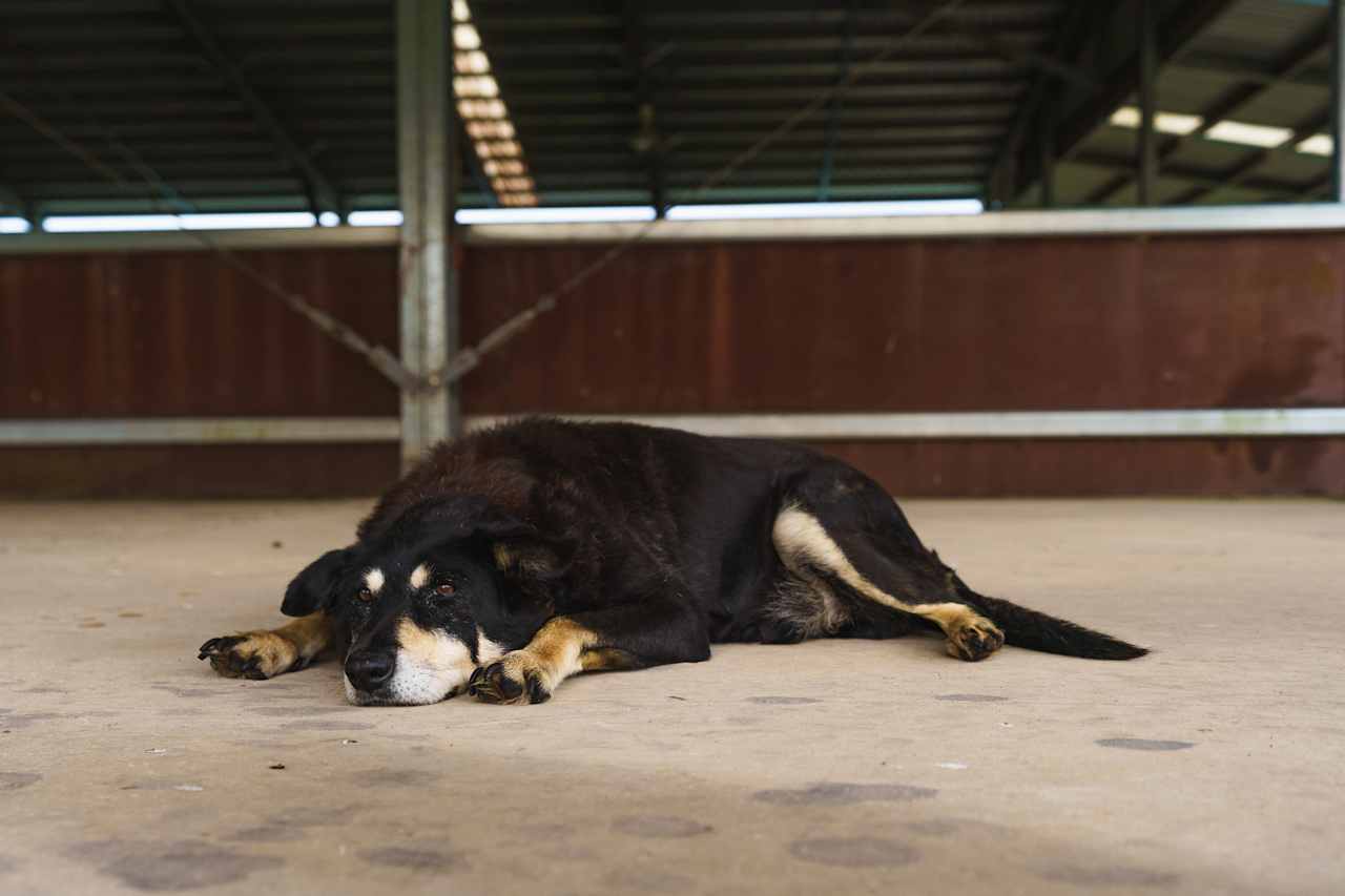 The owner's iconic pet who steals the thunder from the horses...he's 22 years old!
Instagram: @jarodimaged