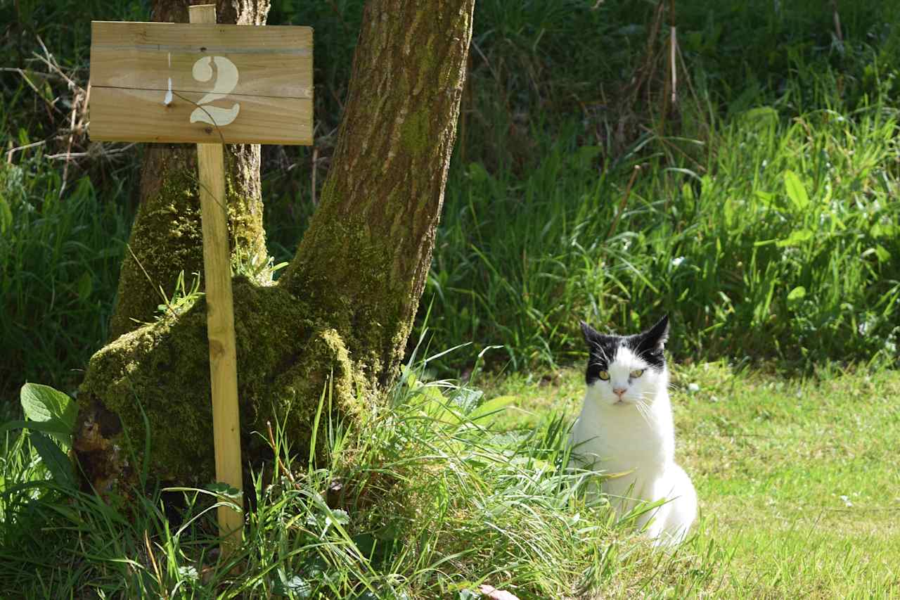 Our campsite cat Wilson!