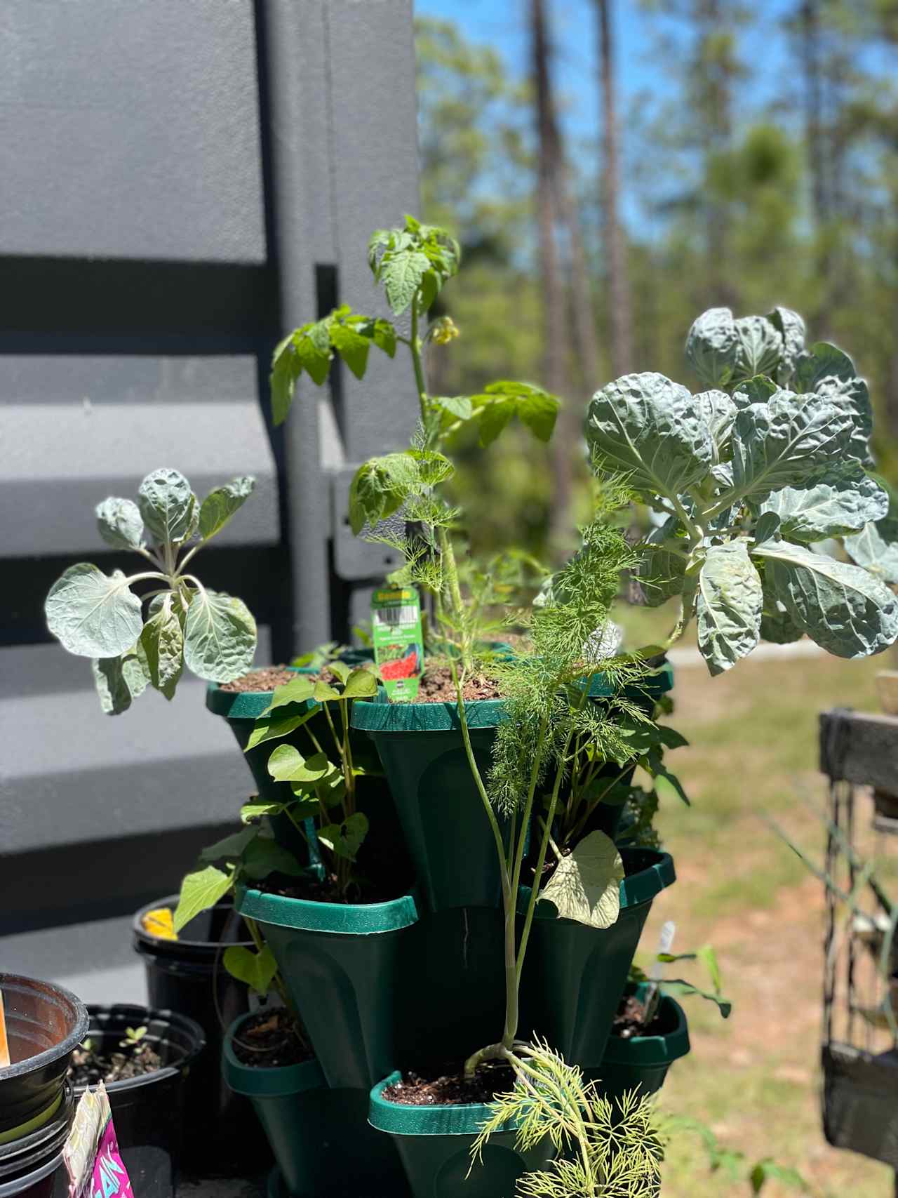 My garden always providing herbs and vegetables to guests