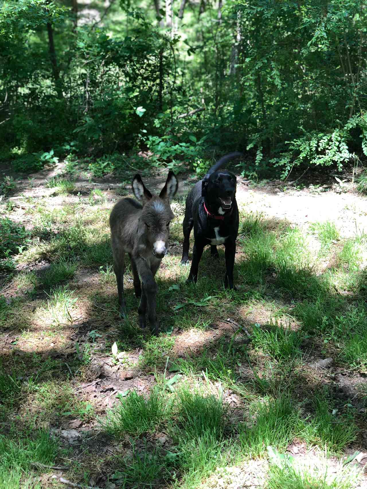 Here is Oliver shortly after he came to us And Remington one of dogs. Both Rescues most of the animals here have a story of their rescue