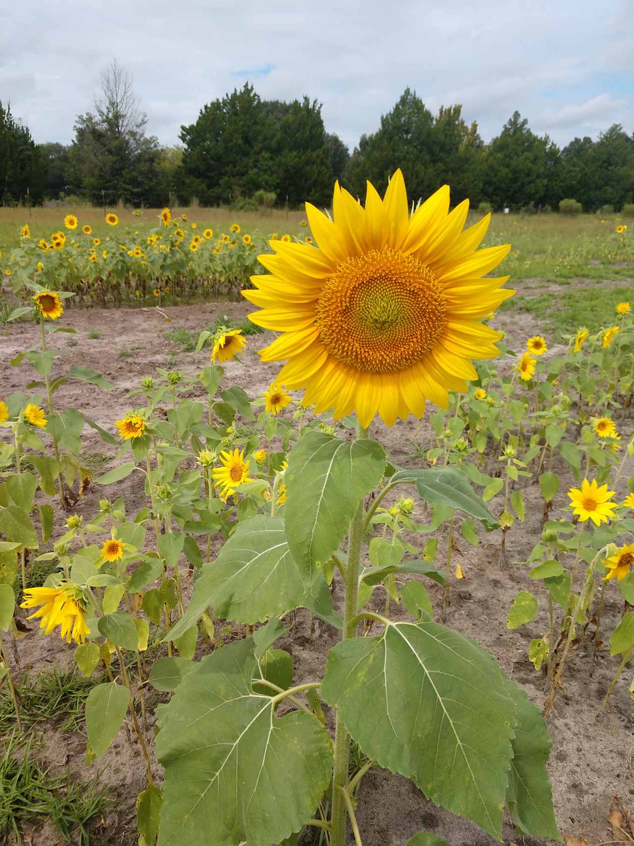 We are a small, U pick flower farm!
If you love butterflies and hummingbirds you'll find them here!
