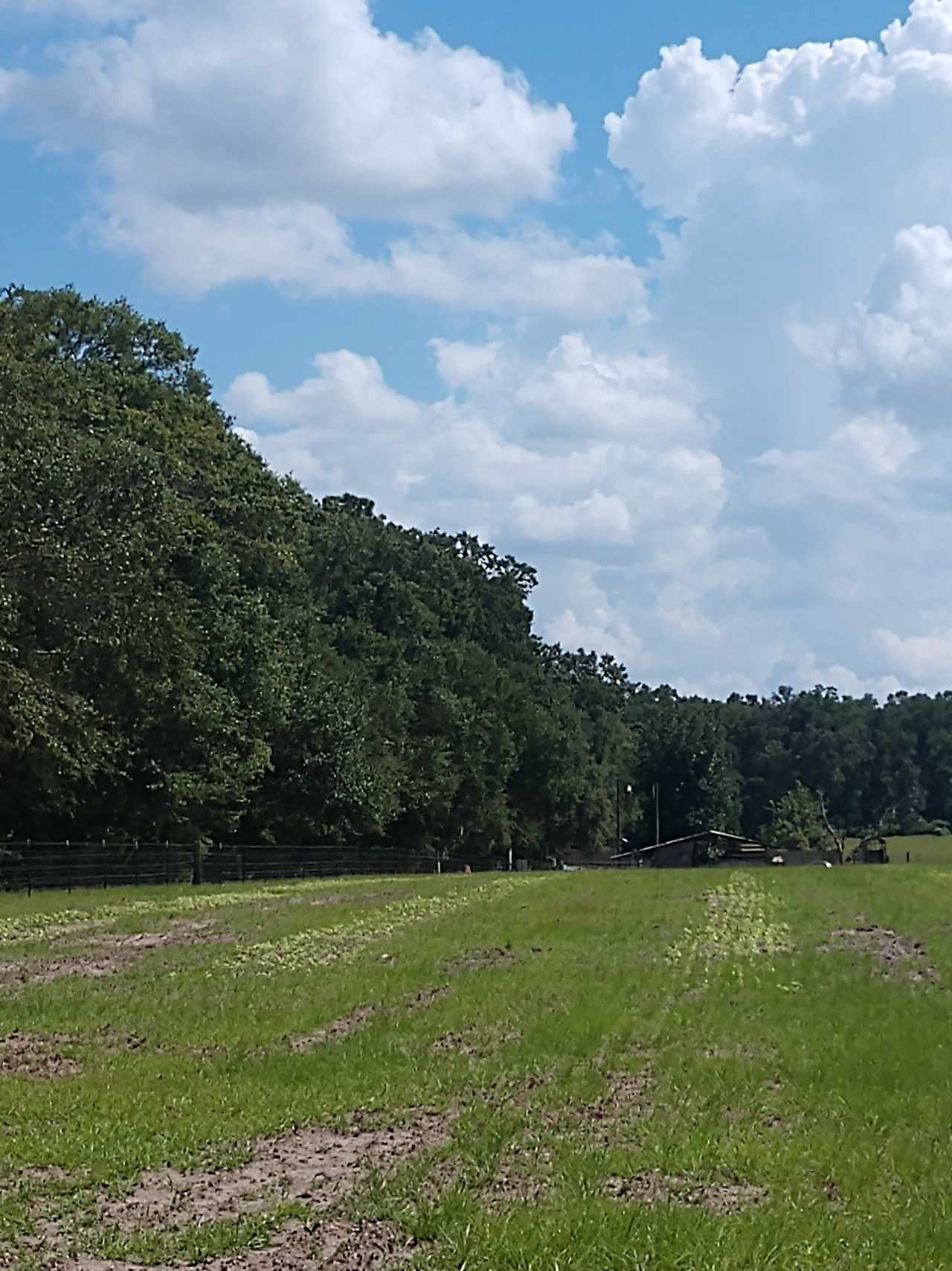 Sunny Meadow Farm