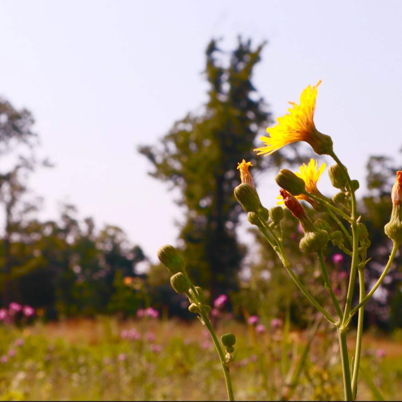 Pollinators Off Grid Retreat