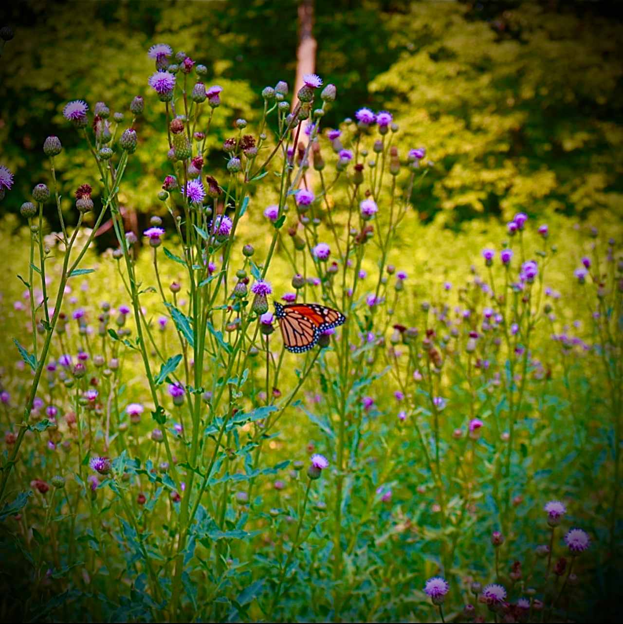 Pollinators Off Grid Retreat