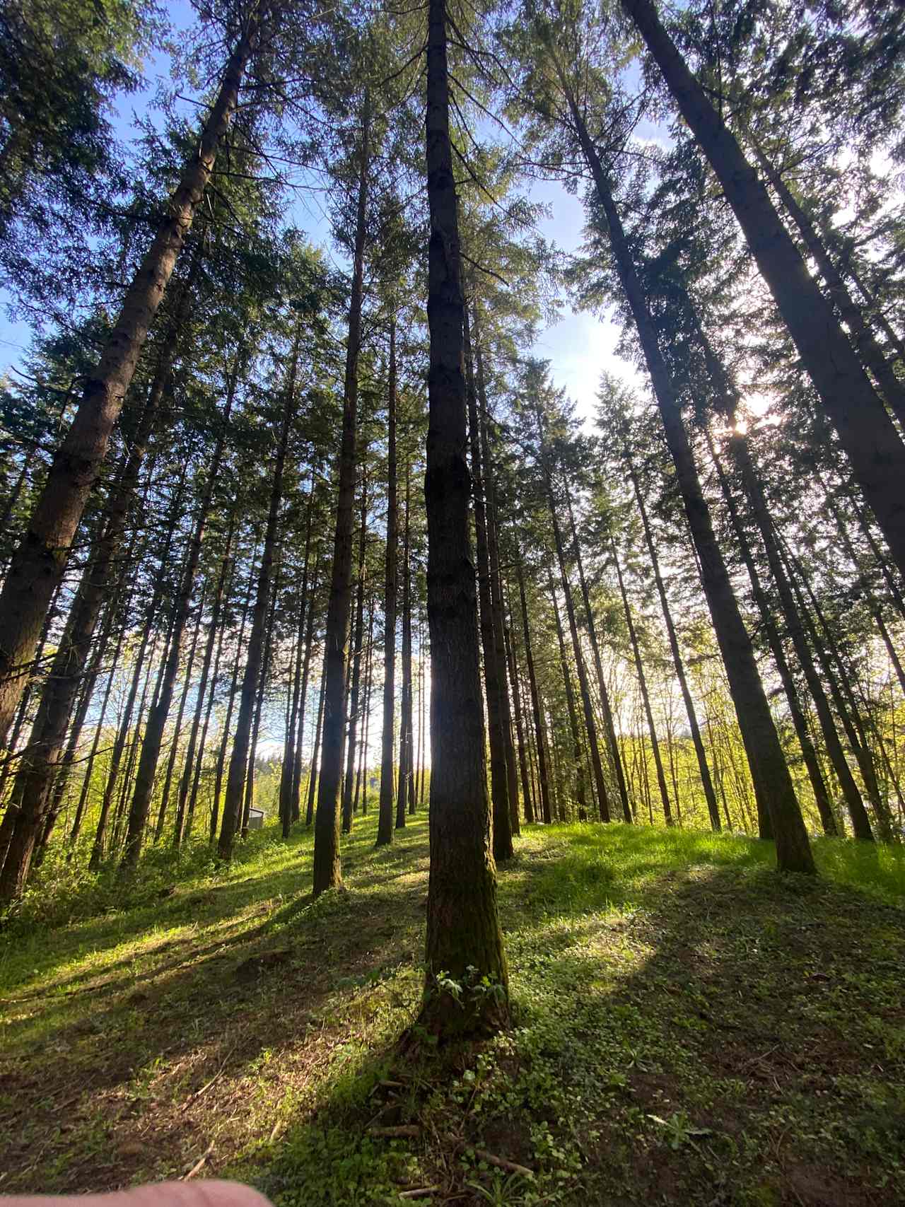 Akitaaru Forest Camp