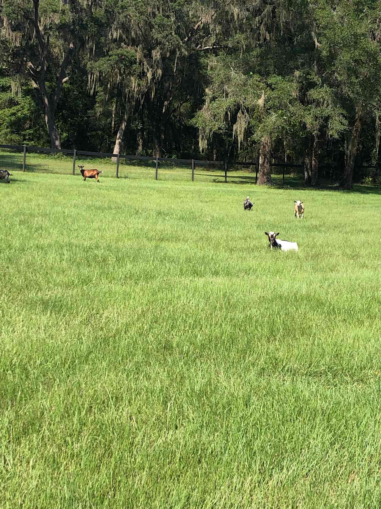 Pegasus Landing Farm