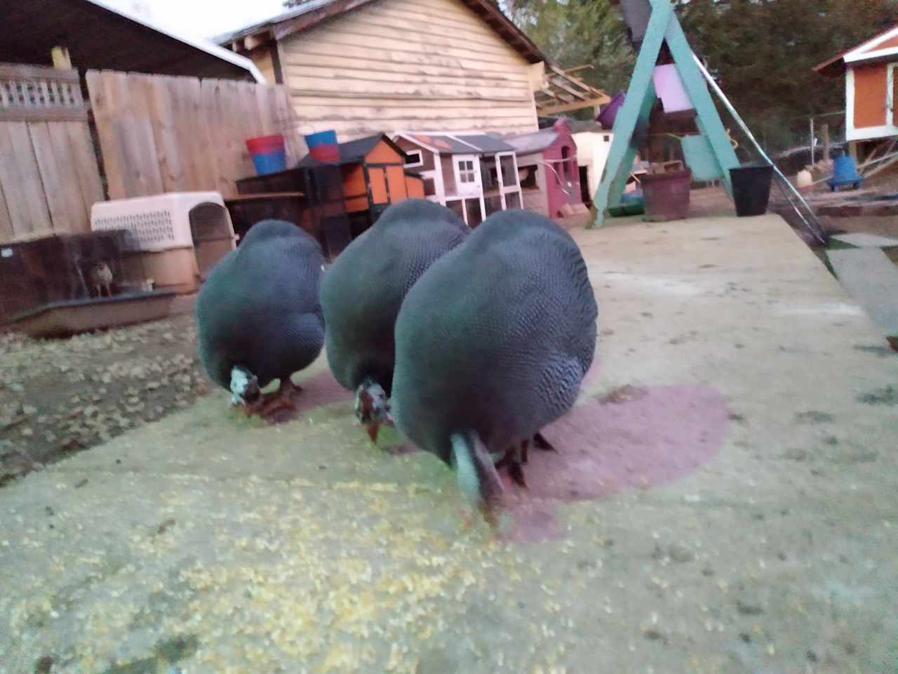 3 Guinea Sisters