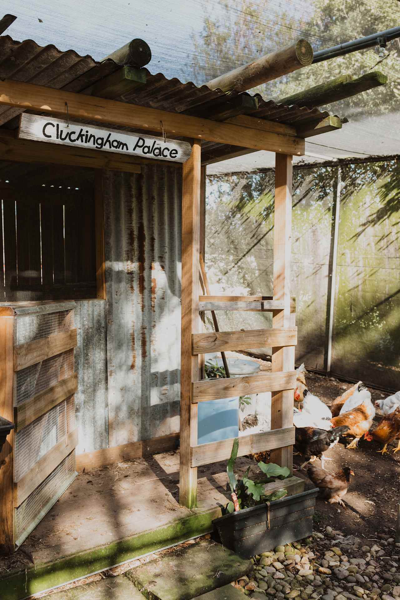 The chooks palace! 