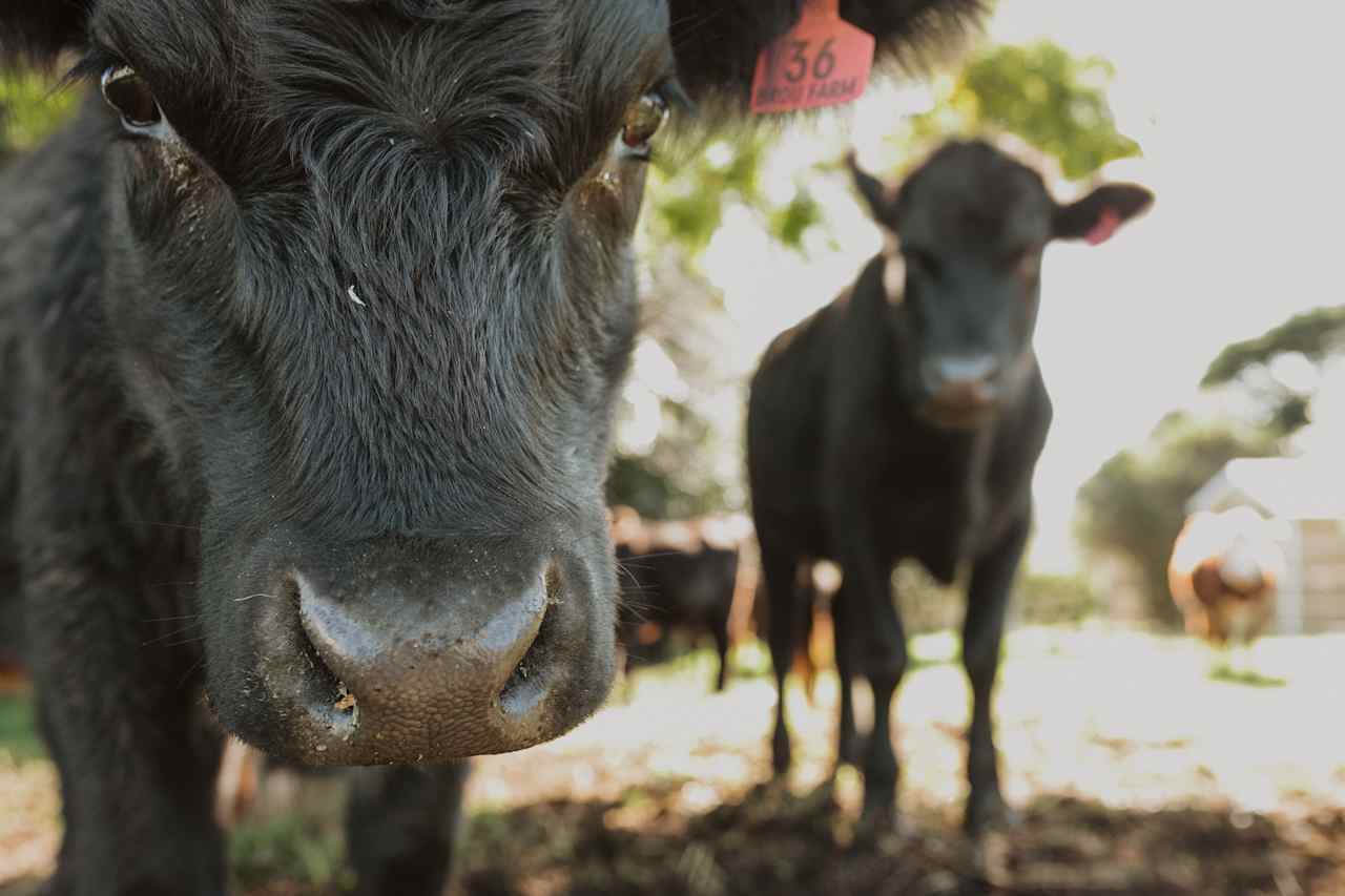 The cattle from the property.