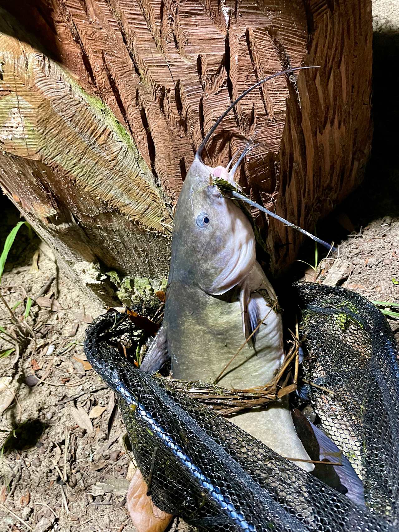 Peace at the pond