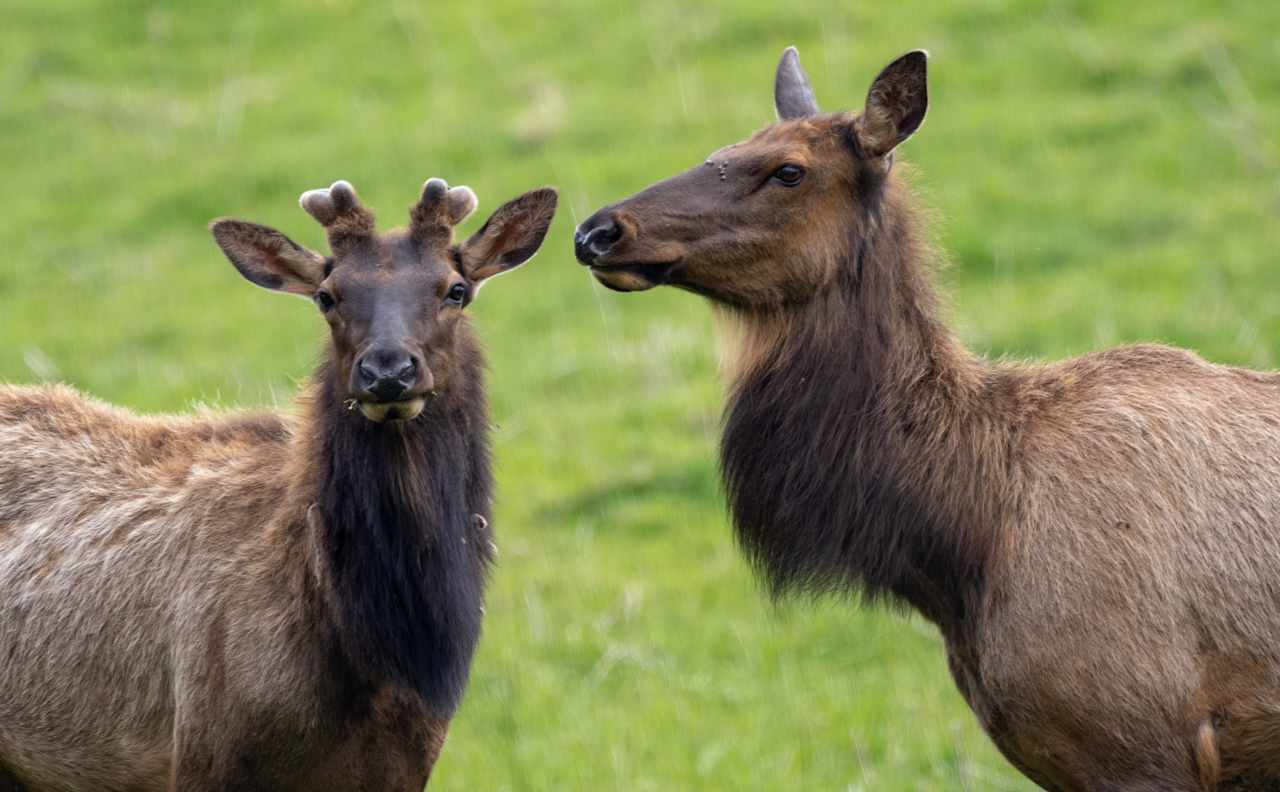 Elk near Ozette