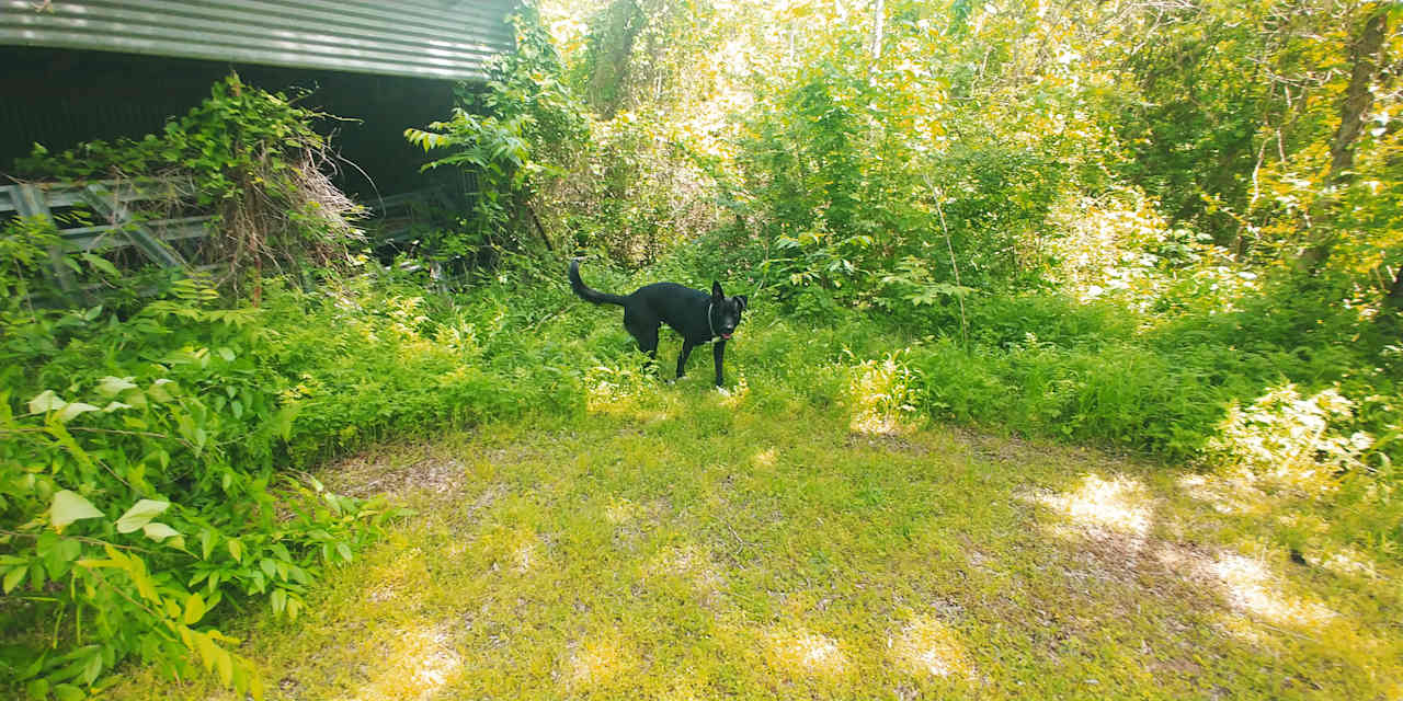 Dogs Welcome! 
