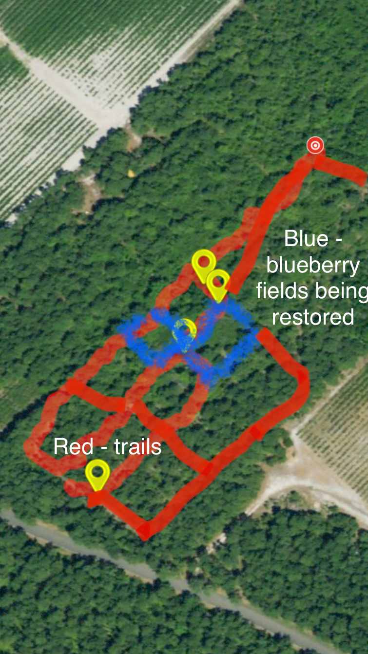 Trails in red, blueberry areas in blue