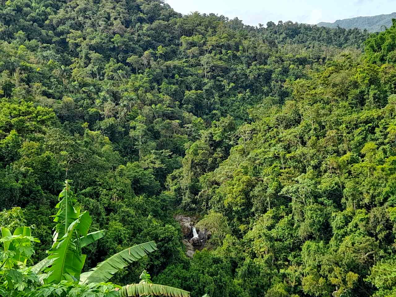Finca Remedio Permaculture Farm