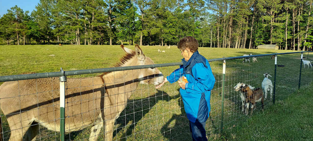 We asked if we could feed the animals carrots 