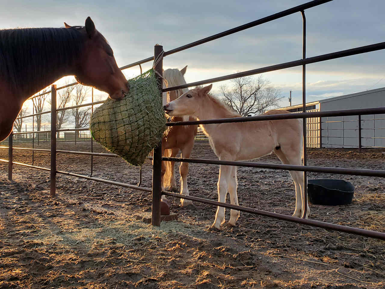 Horses and Hay