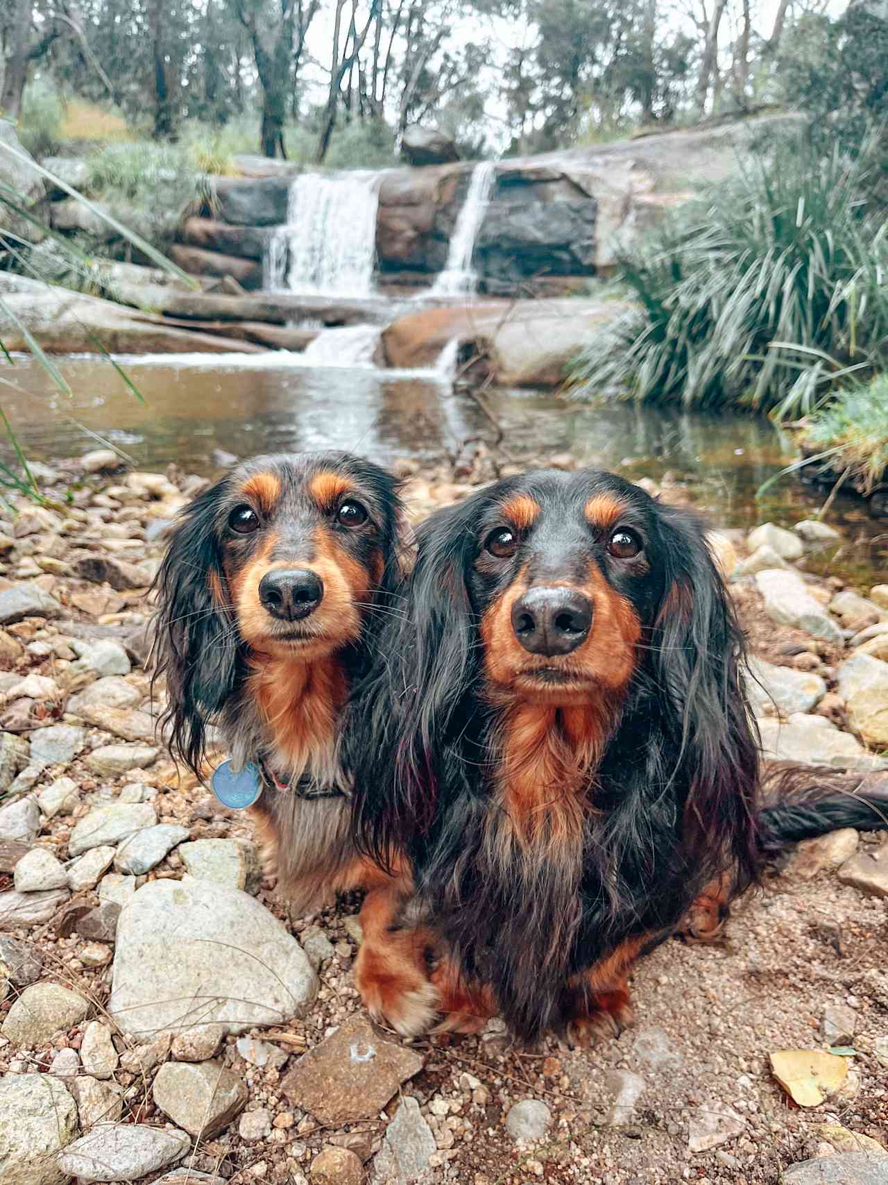 Splitters Swamp Creek Waterfall