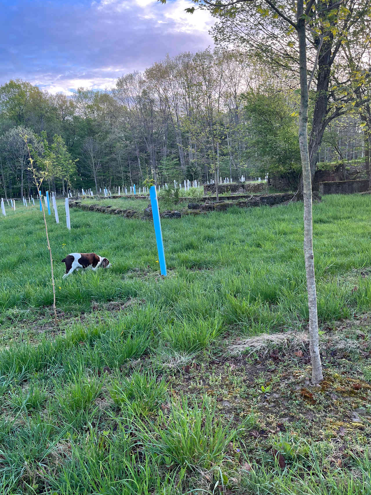 Chappel Hill Tree Farm