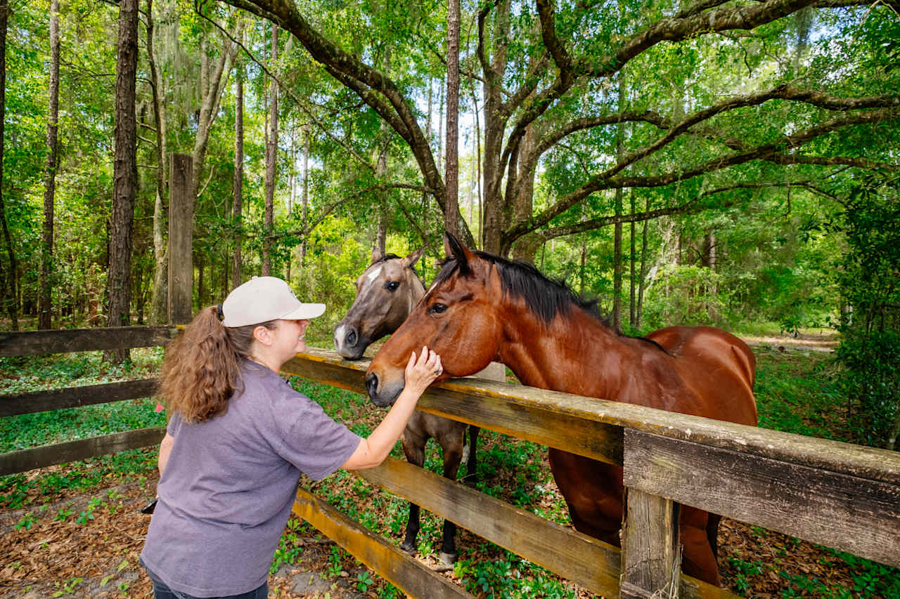 Horses!