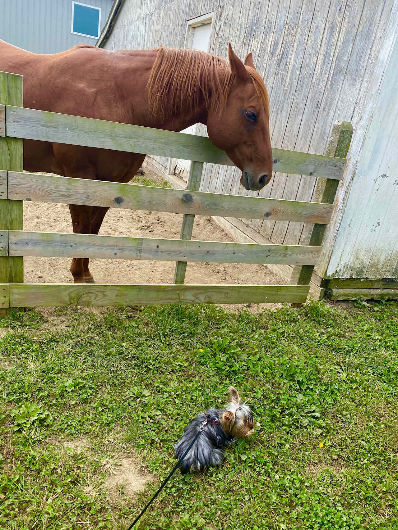 George, our horse, welcomes all our furry guest!