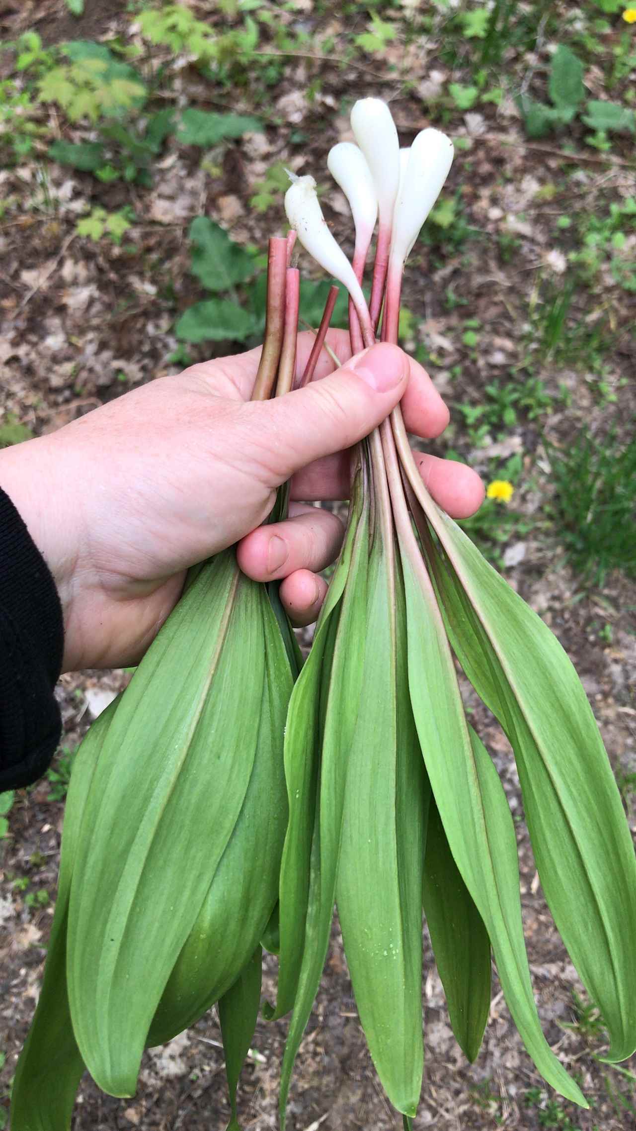 Maple Forest Bell Tent