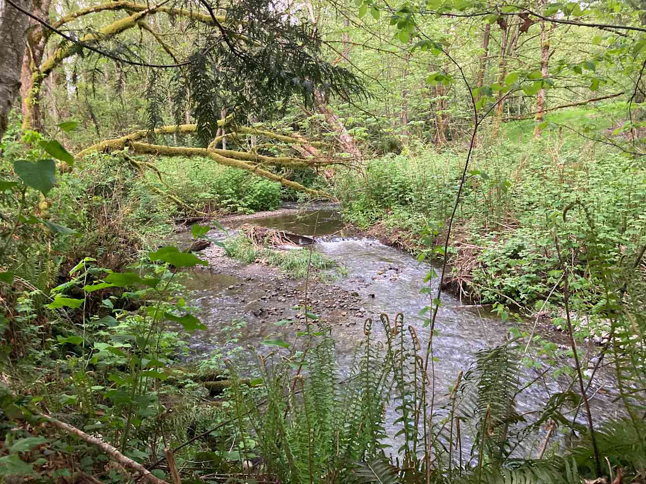 Creekside Back Pasture