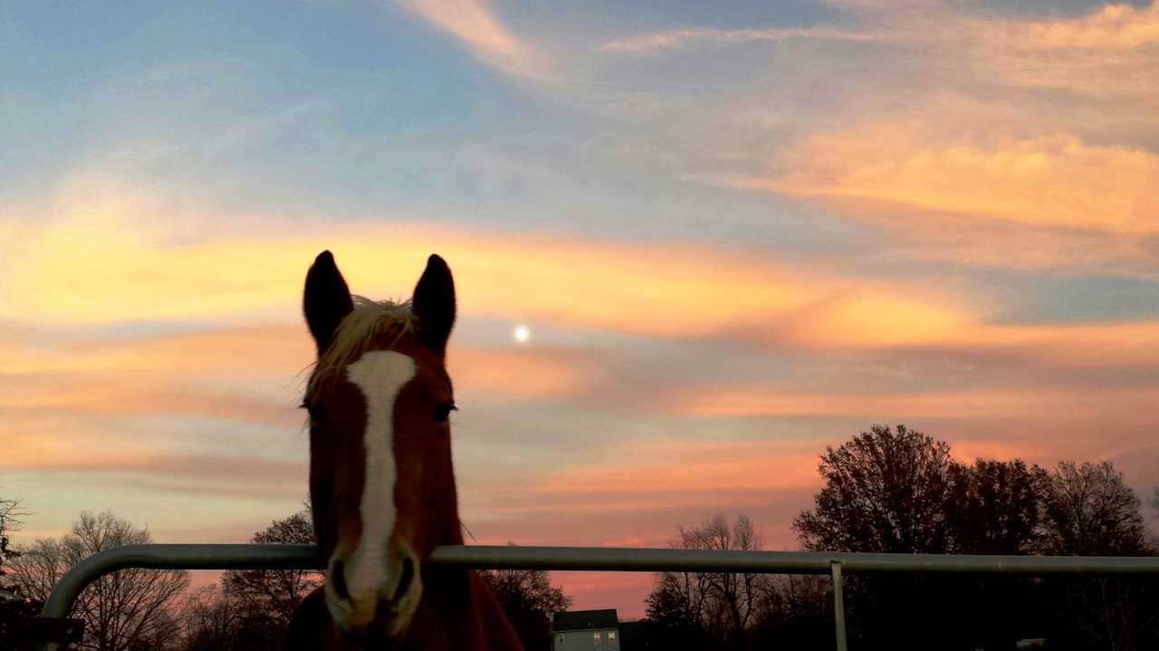 Quail Lane Farm