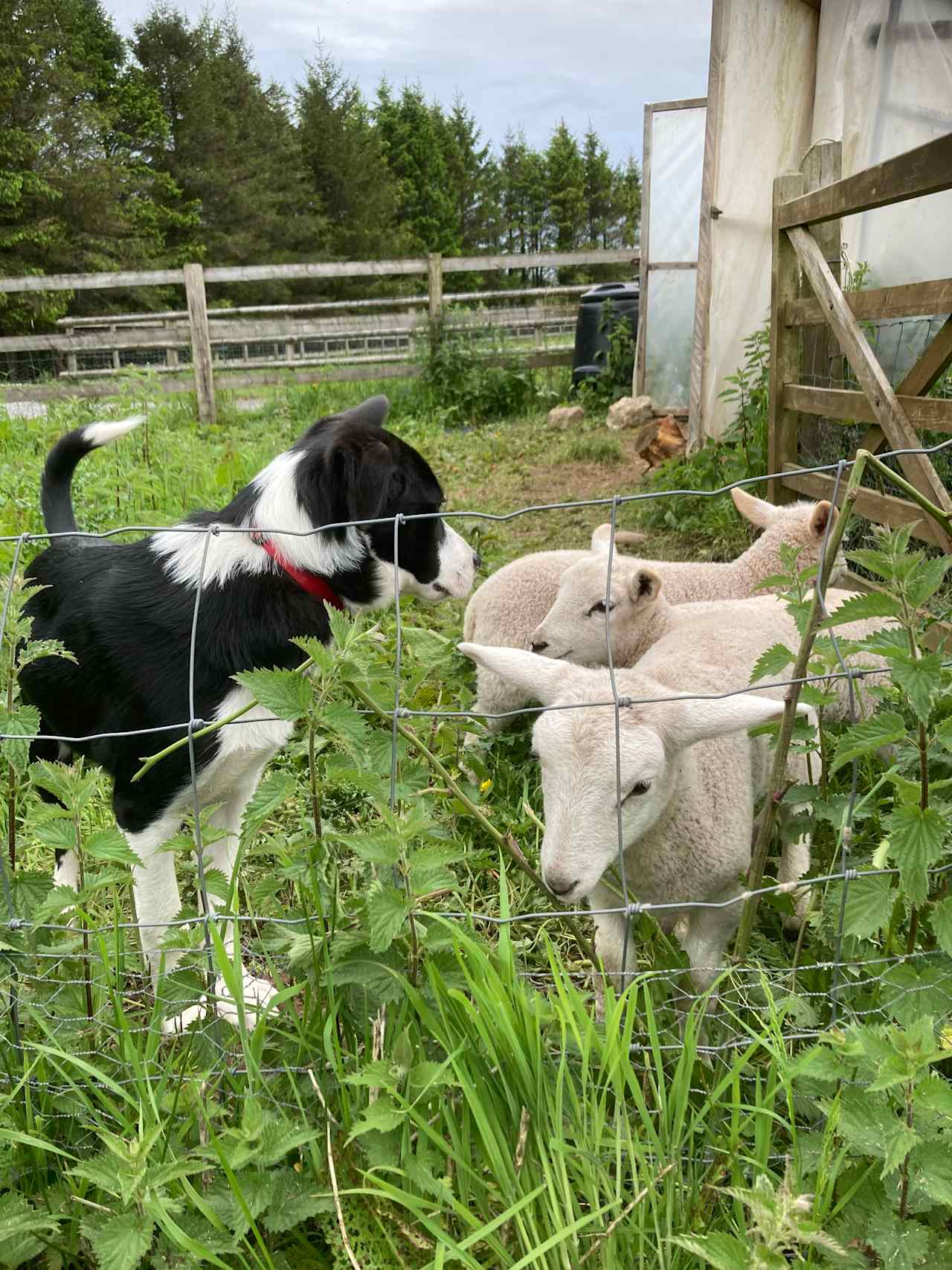 Trainee Sheepdog