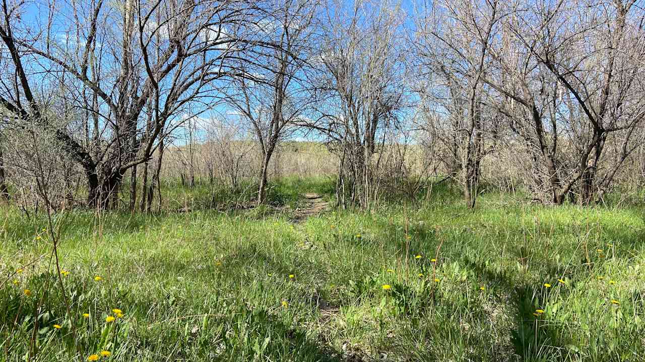 Medicine Tail Coulee Camp