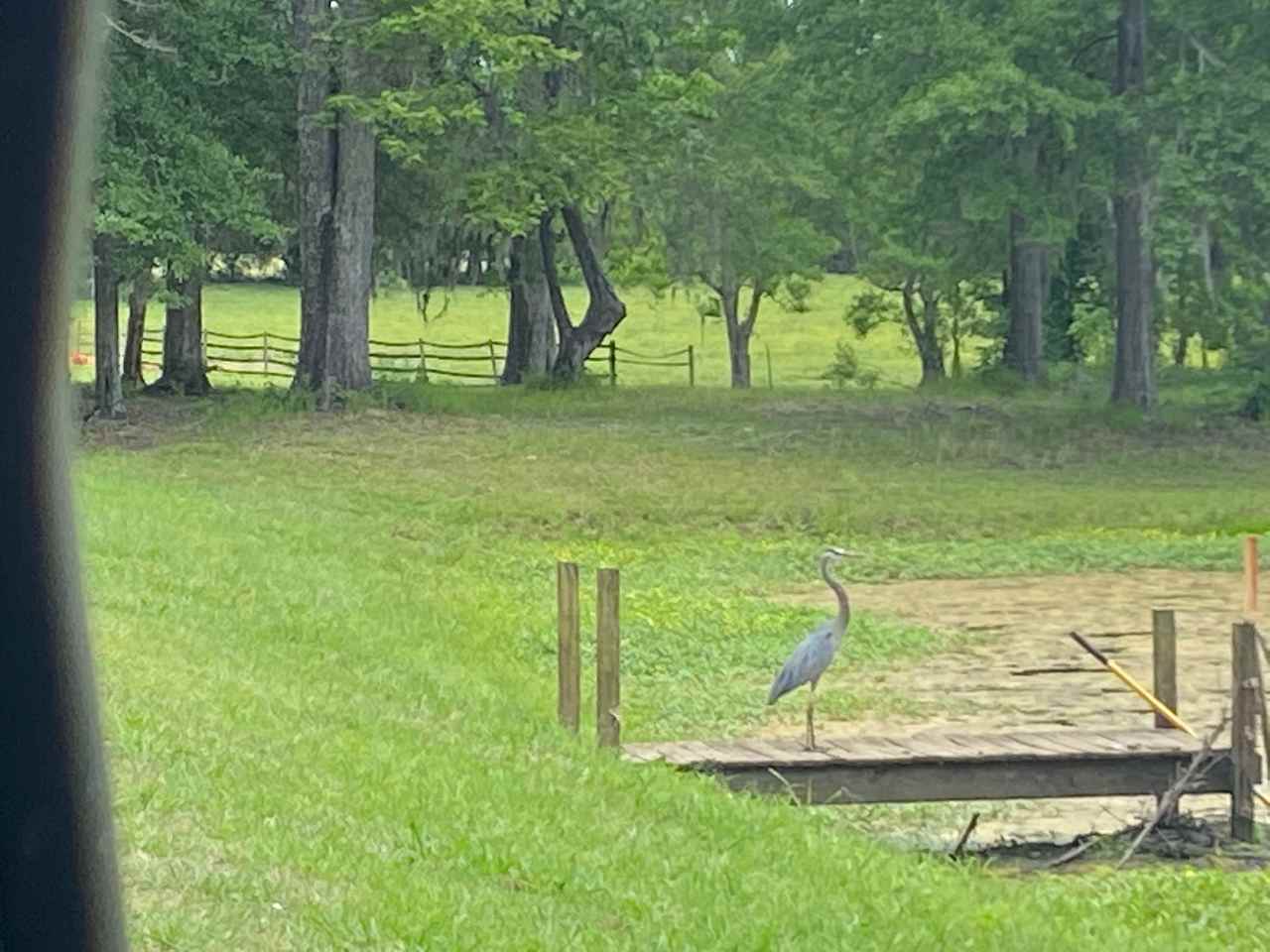 Blue Heron on pier