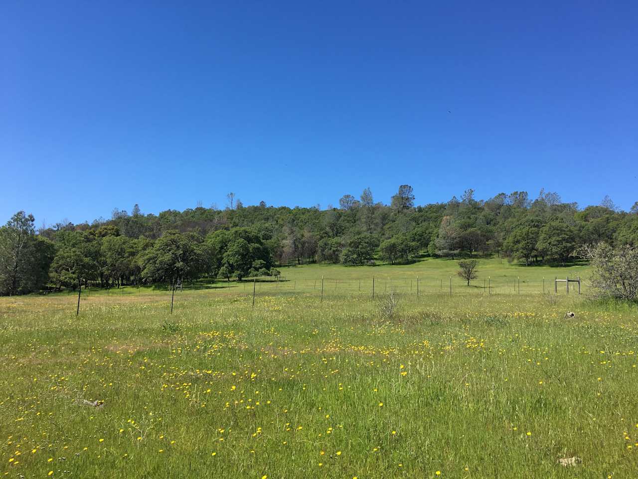 Wildflowers galore!