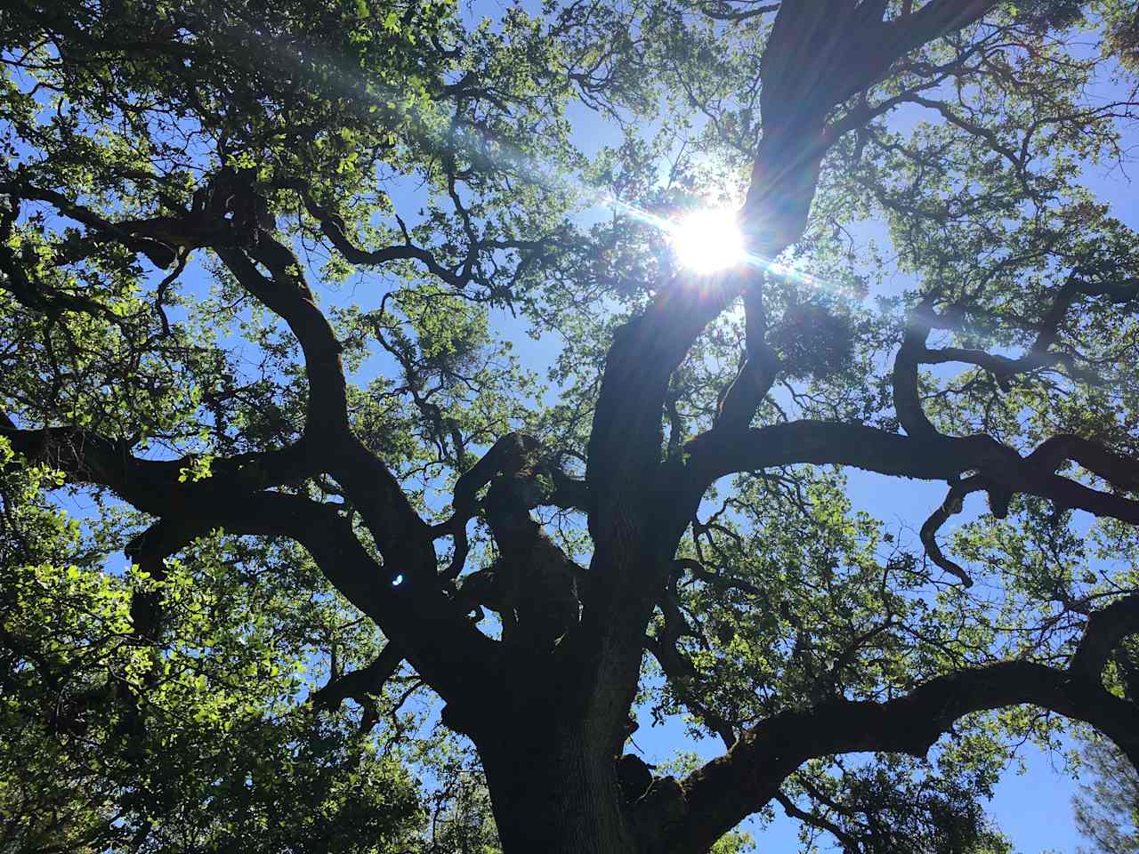 Huge Heritage Black Oak