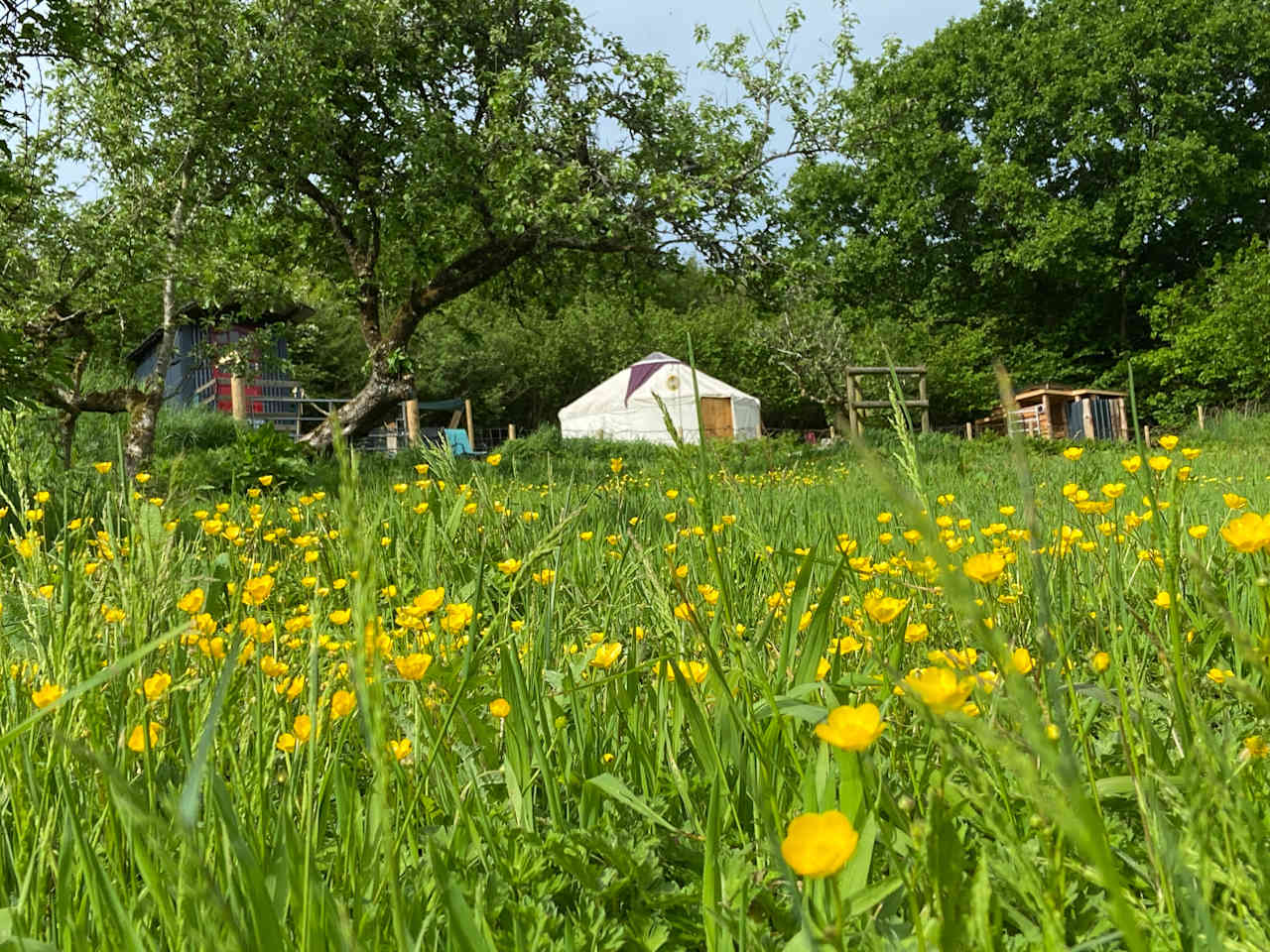 Yurt in the Orchard