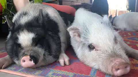 Oops - Commercial Break - you must meet the Ranchito ambassadors, Sir Benjamin (L) and Mr Jonah (R).