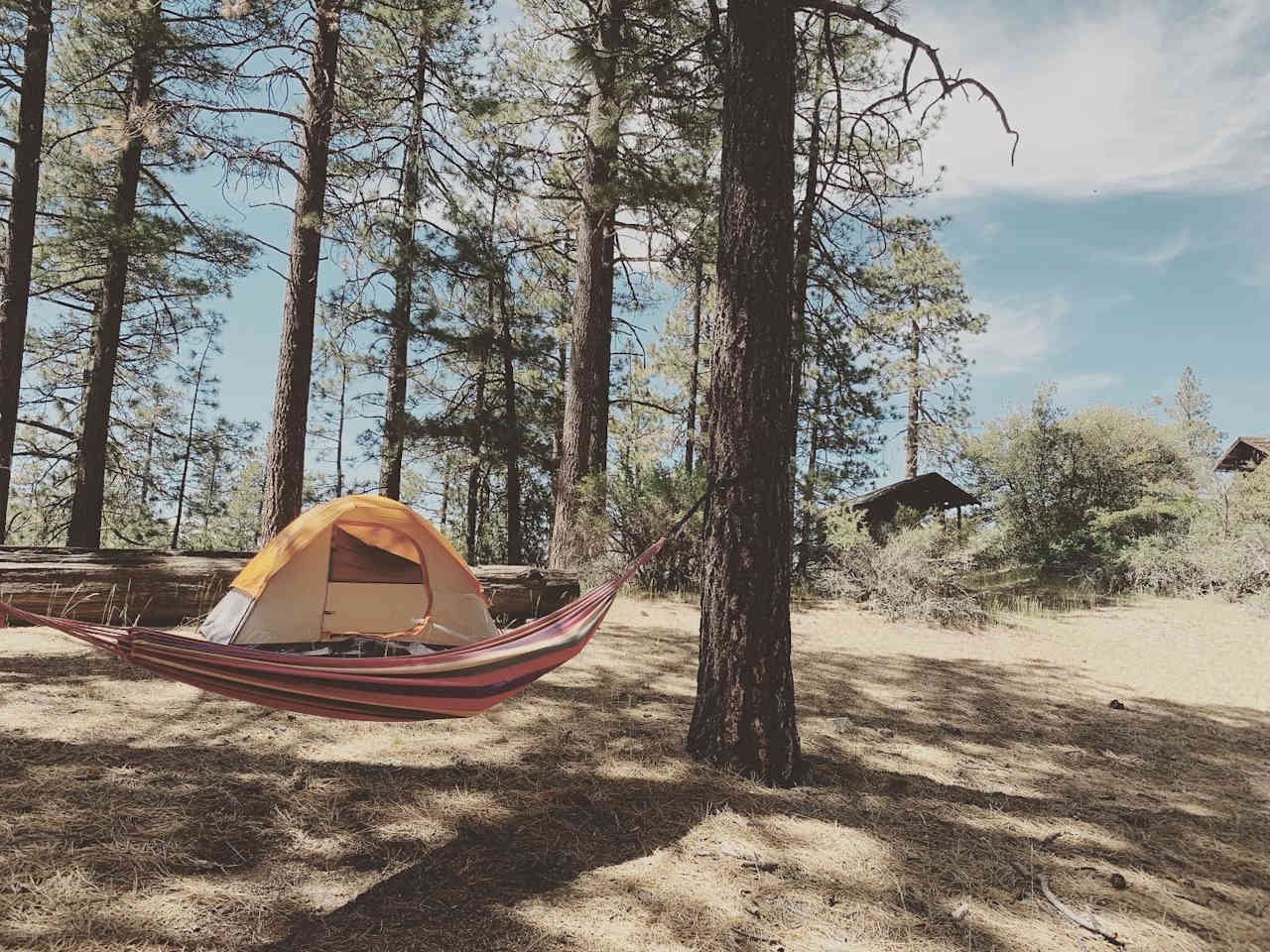 Skoolie in the Forest