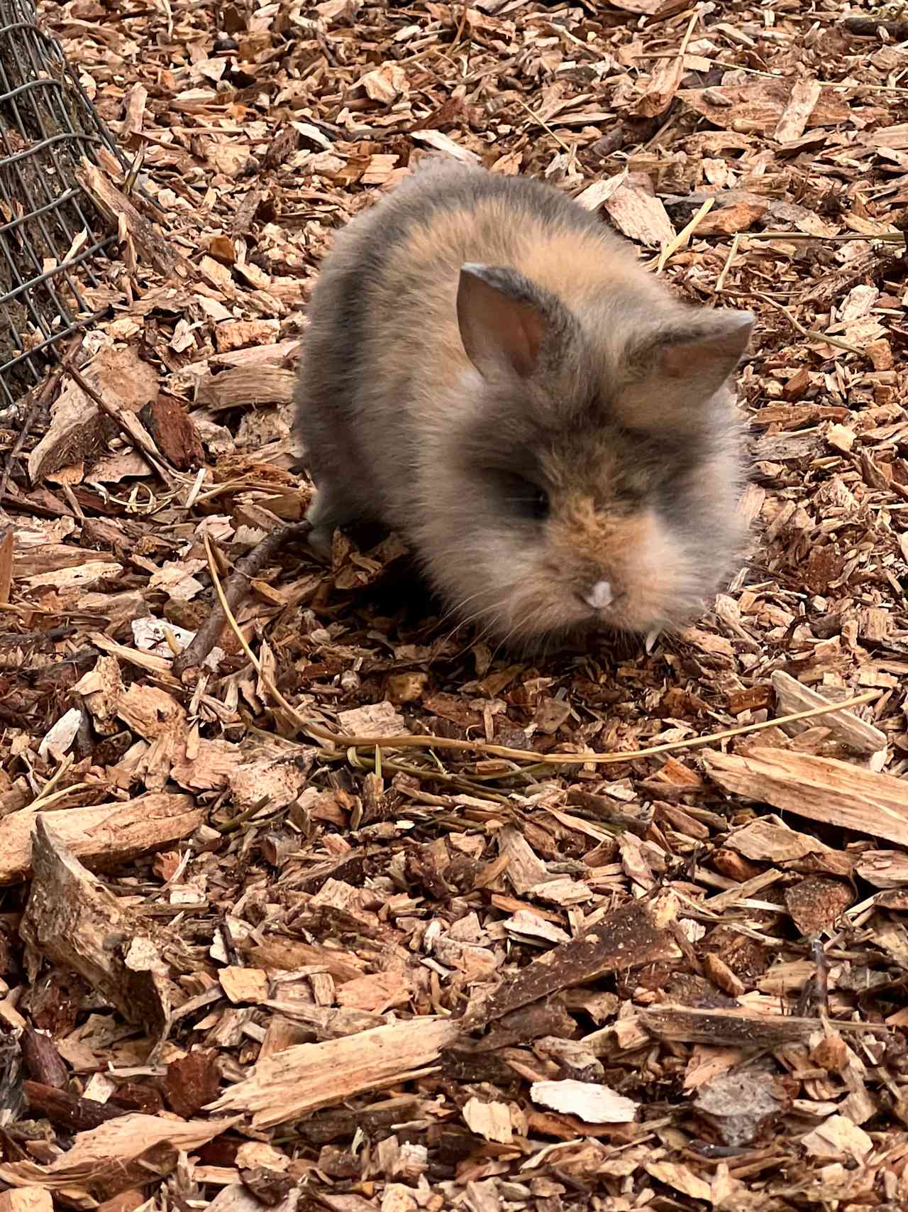 Baby farm animals 