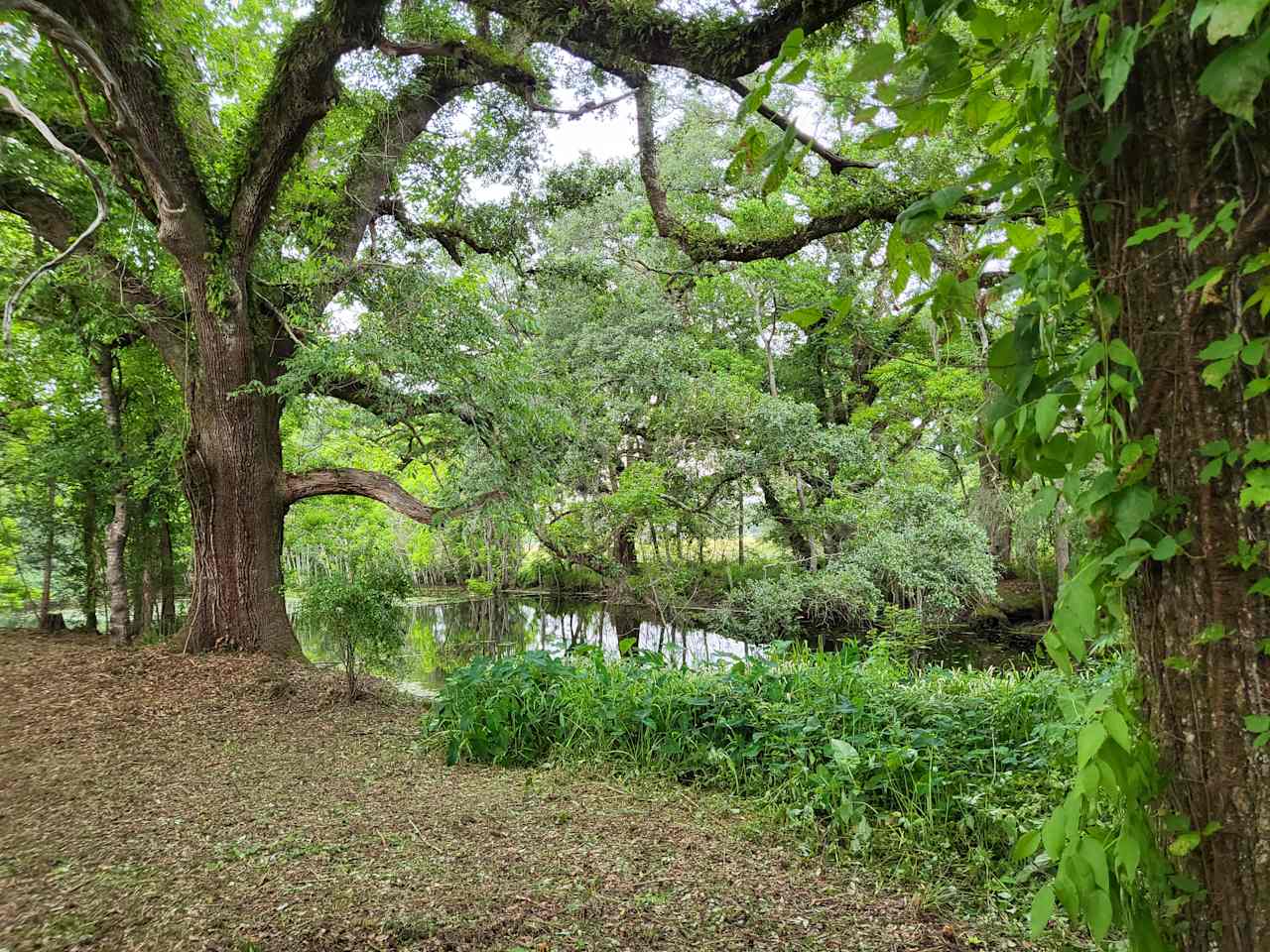 Opal Springs Nature Haven