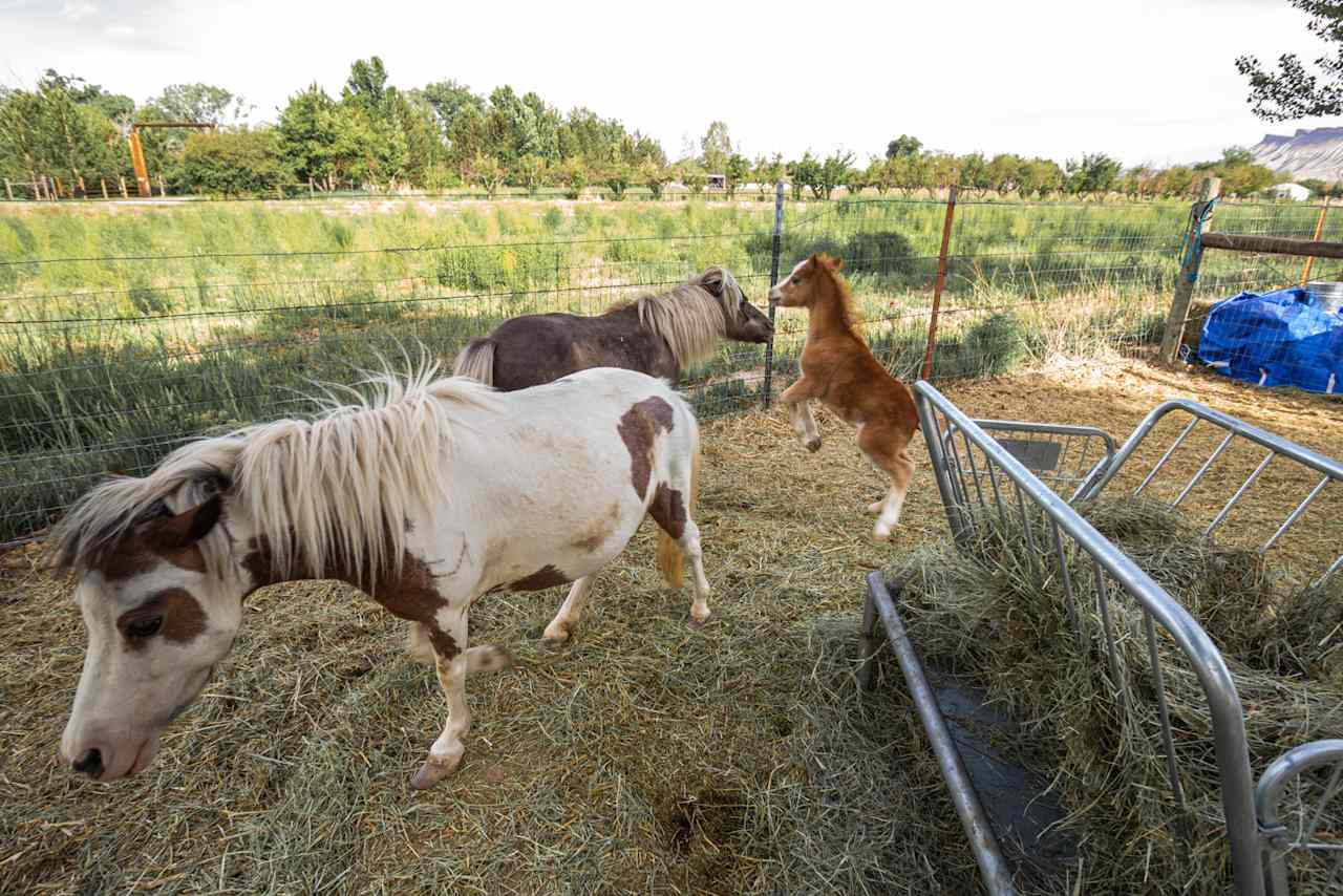 Colorado River Animal Sanctuary