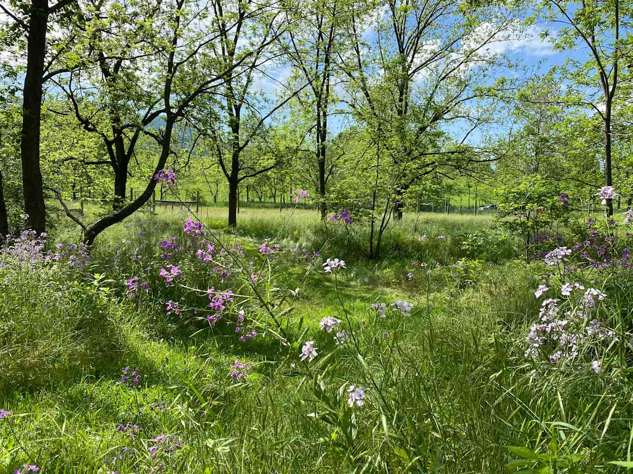 Wild Phlox Farm