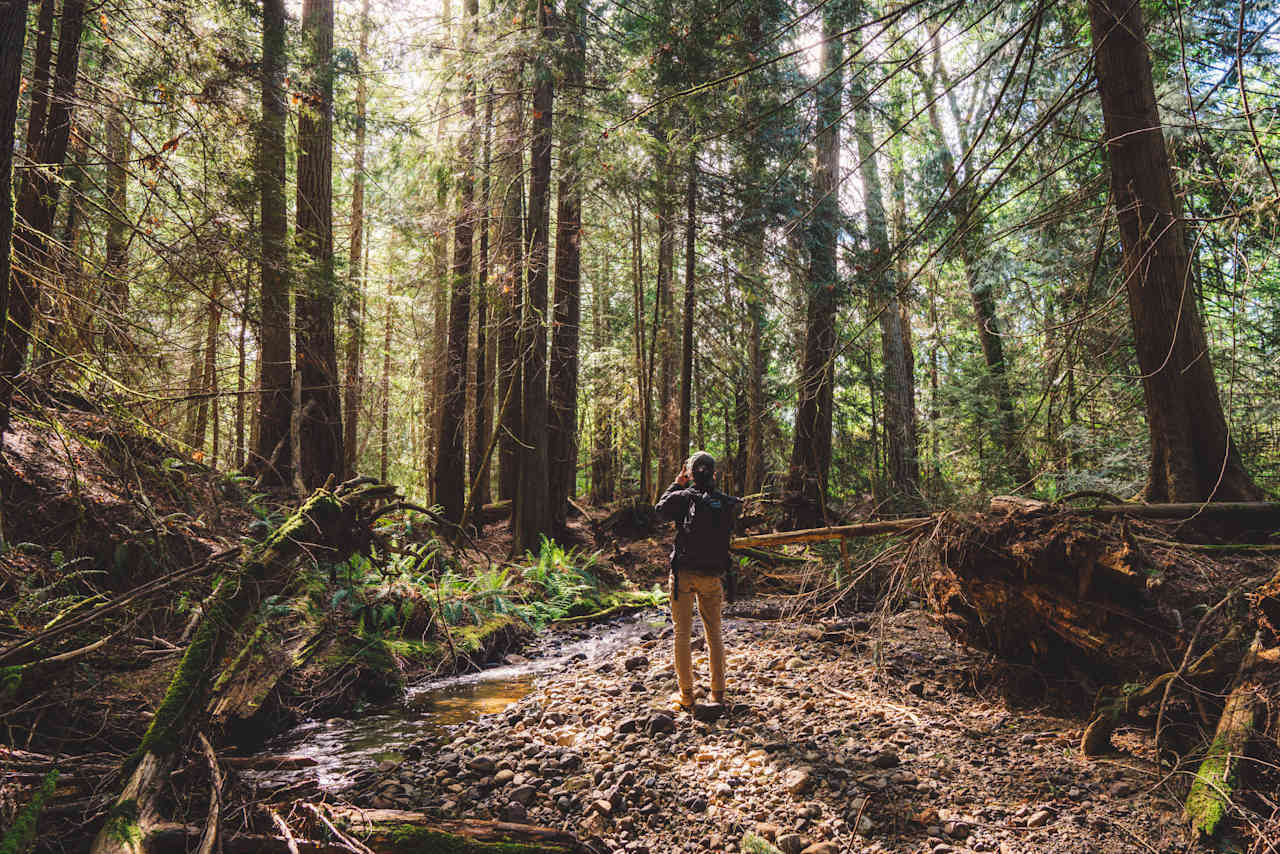 The creek and surrounding forest. 