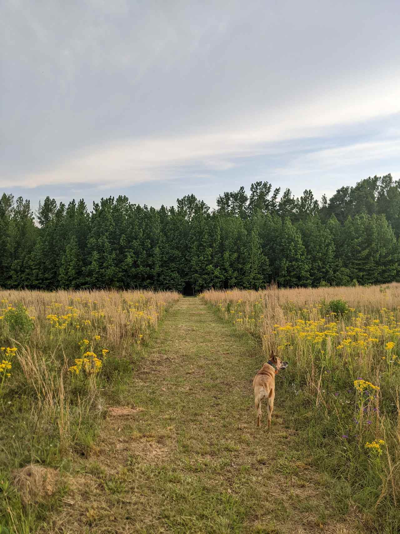 Trails through the pastures