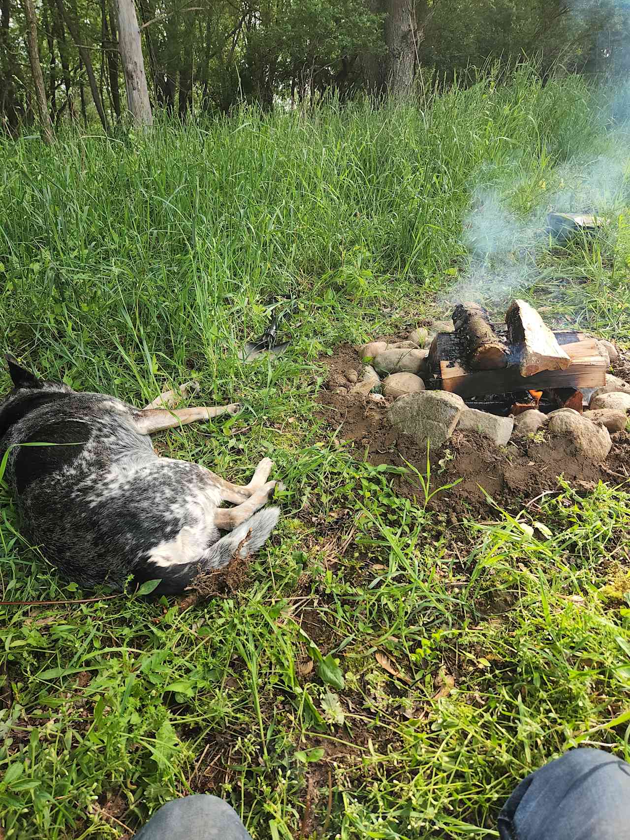 Cujo enjoying the warm fire. 