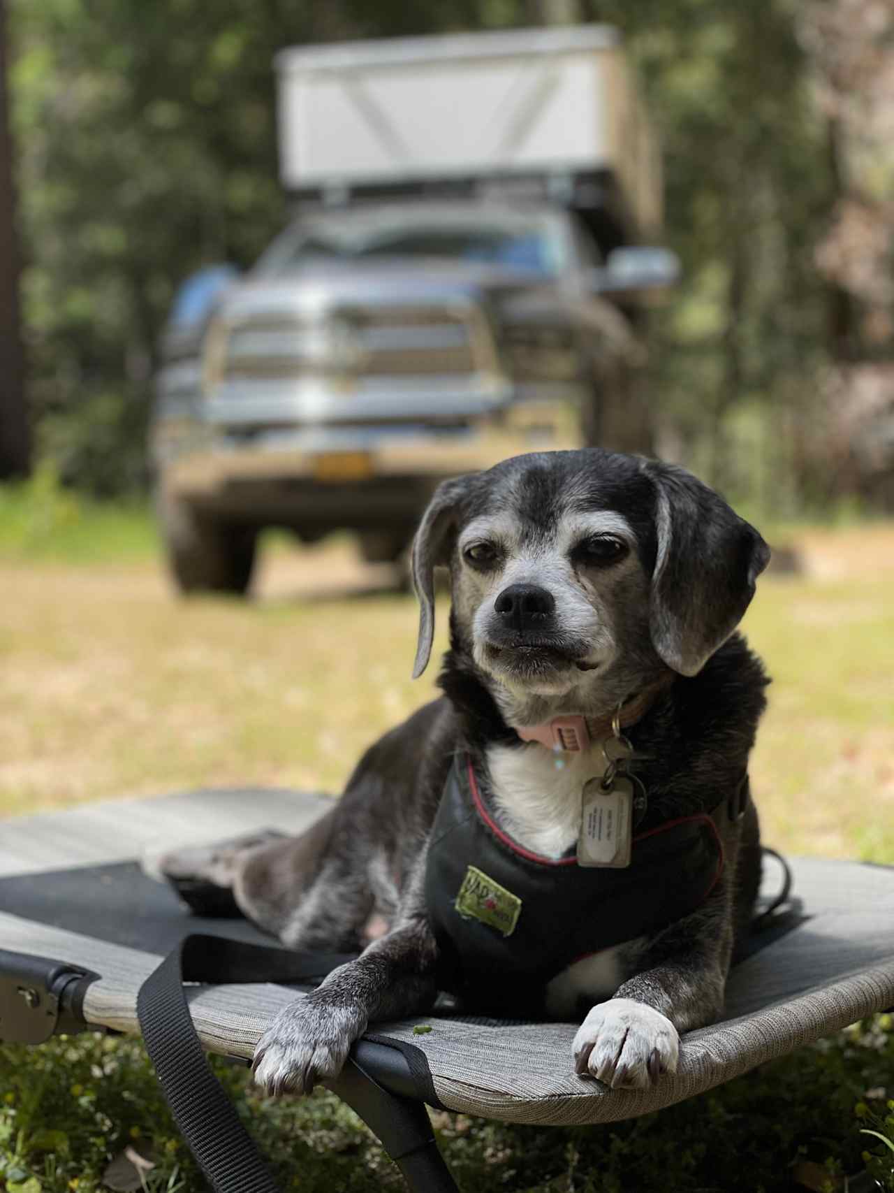 Zoey enjoying the site.