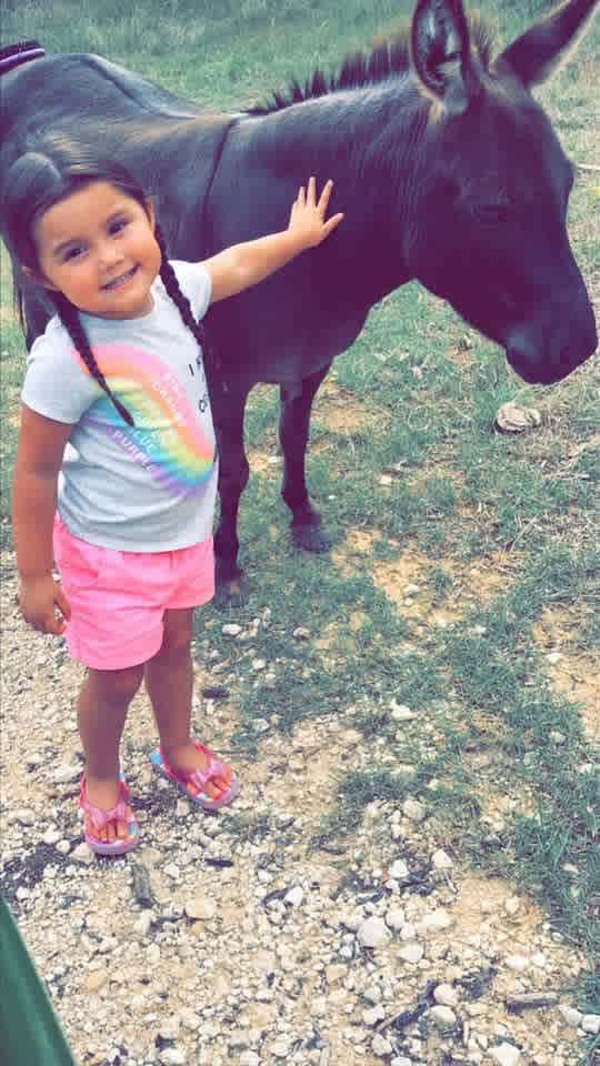 This is Nacho the donkey. He Bella and Jazz like to eat lettuce and carrots.  They like to be brushed if they like you.  Move slow on all animals. There is always a risk when approaching animals. 